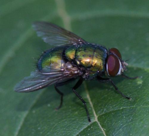 Réf. 247 048 : Lucilia ampullacea